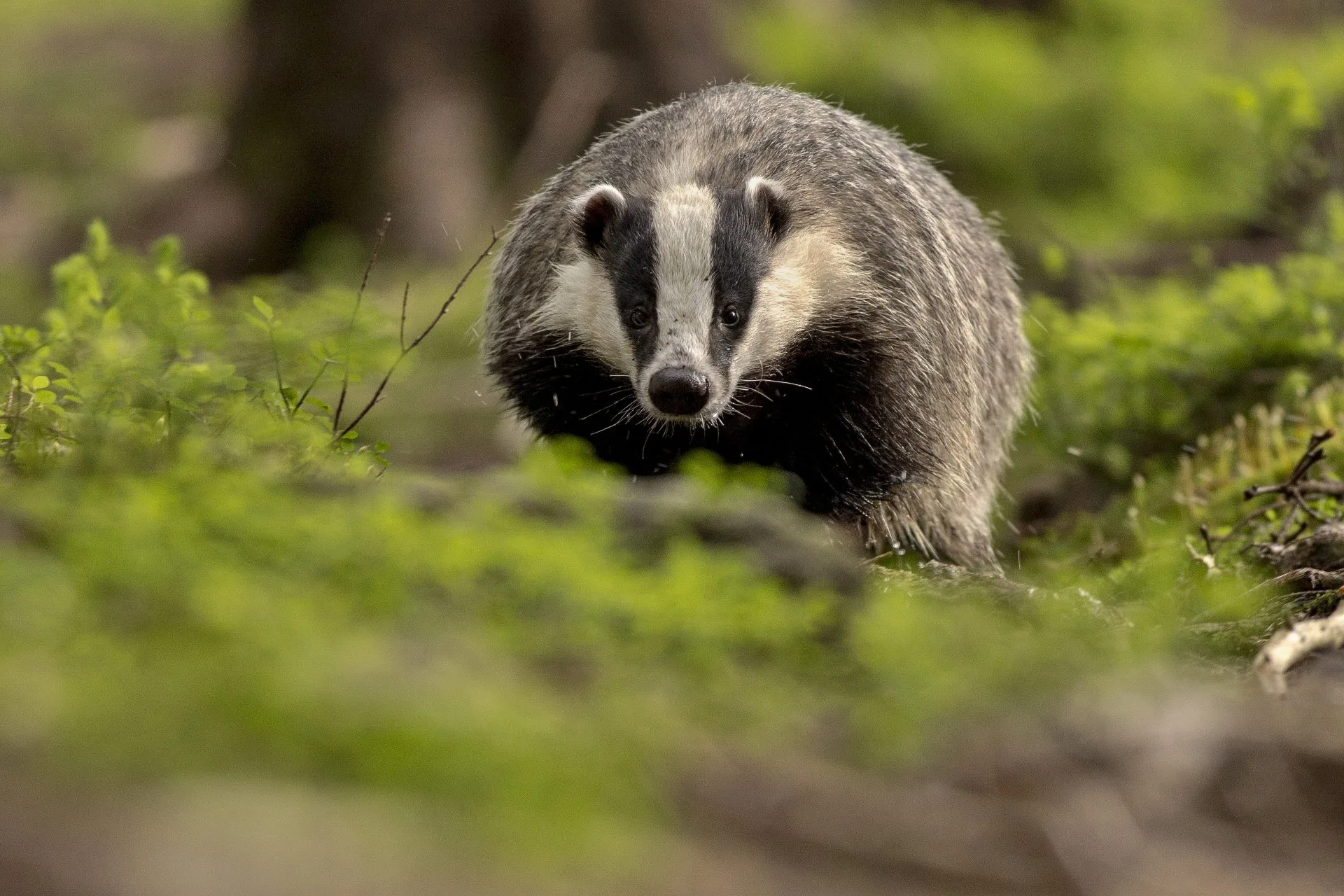 beautiful-rare-badger-nature-habitat-czech-republic